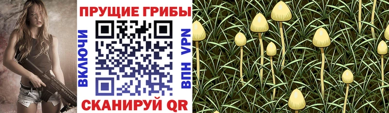 наркота  Белоярский  Псилоцибиновые грибы Psilocybine cubensis 